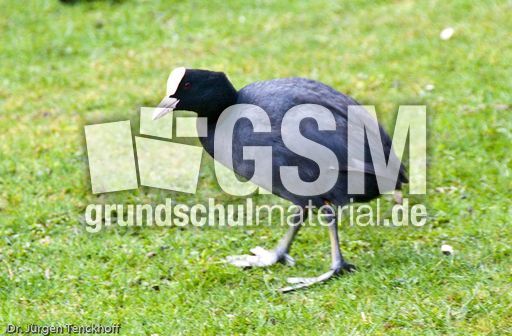 Bläßhuhn (2 von 8).jpg